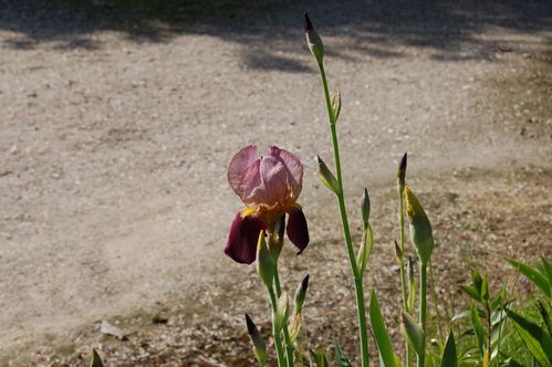 Nature-et-jardin-25 0117