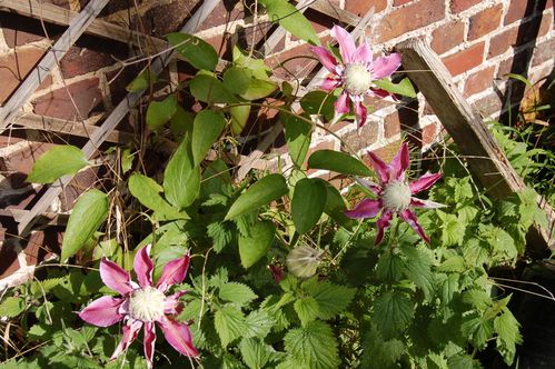 Nature-et-jardin-25 0125