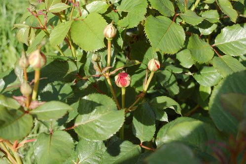 Nature-et-jardin-25 0128