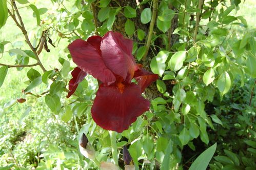 Nature-et-jardin-25 0130