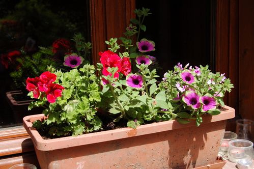 Nature-et-jardin-25 0151