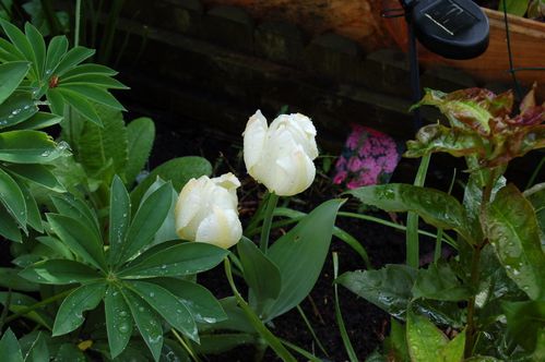 Nature-et-jardin-25 0155