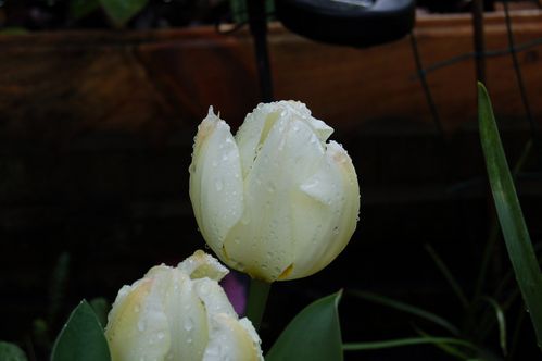 Nature-et-jardin-25 0157