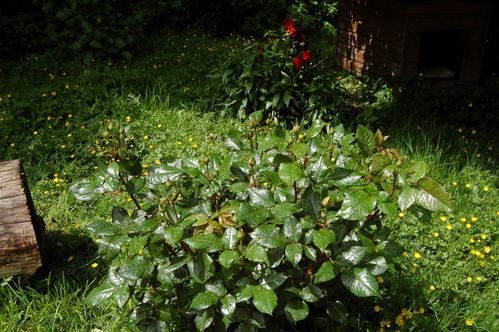 Nature-et-jardin-25 0159