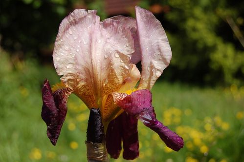 Nature-et-jardin-25 0166