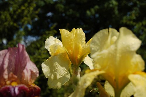 Nature-et-jardin-25 0171