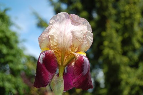 Nature-et-jardin-25 0172