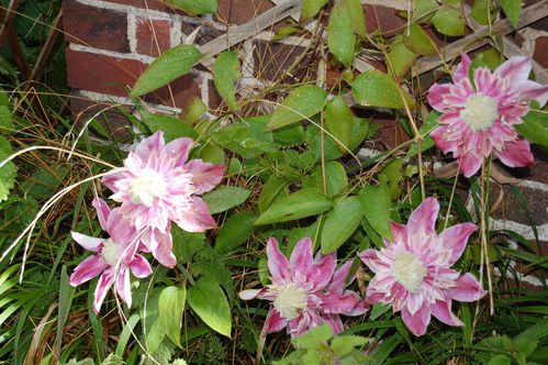 Nature-et-jardin-25 0178