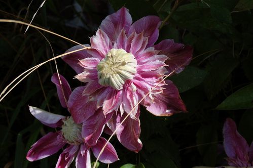 Nature-et-jardin-25 0180
