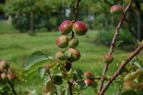 Nature-et-jardin-25 0181