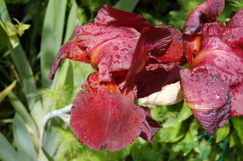 Nature-et-jardin-25 0184
