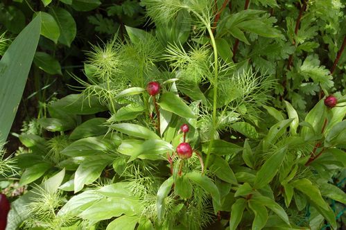 Nature-et-jardin-25 0185