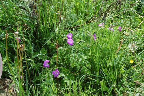 Nature-et-jardin-25 0188