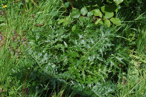Nature-et-jardin-25 0189