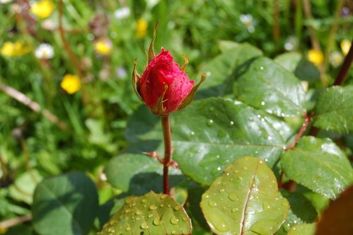 Nature-et-jardin-25 0194