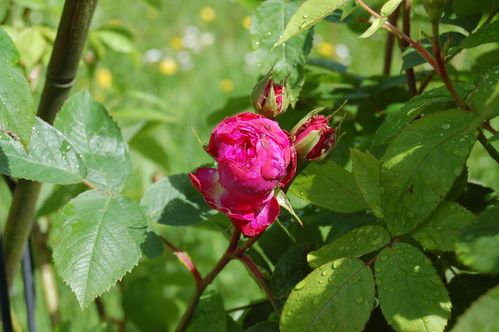 Nature-et-jardin-25 0200