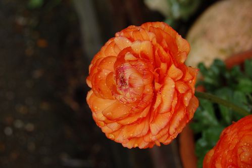 Nature-et-jardin-25 0204