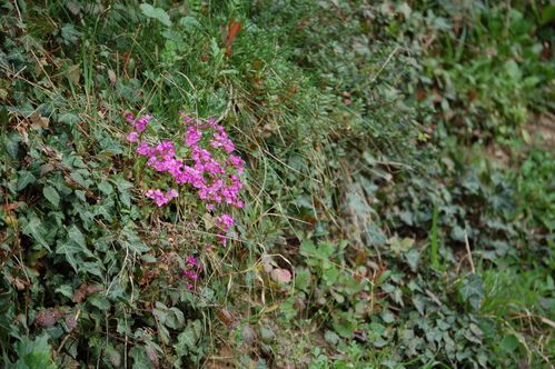 Nature-et-jardin-25-1892.JPG