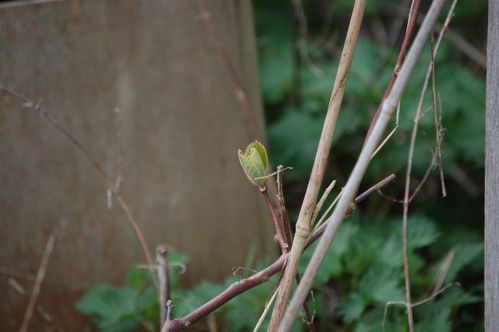 Nature-et-jardin-25-1893.JPG