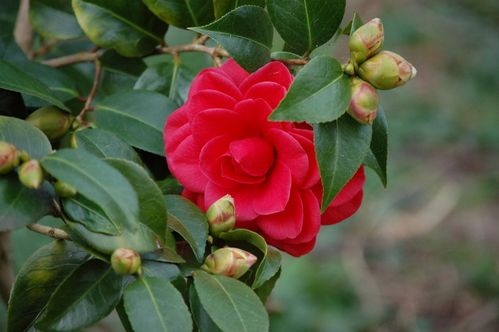 Nature-et-jardin-25-1903.JPG
