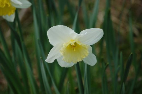 Nature-et-jardin-25-1912.JPG