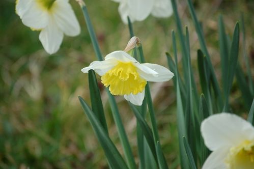 Nature-et-jardin-25-1913.JPG