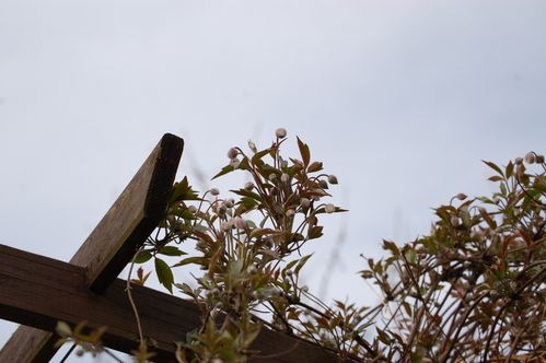 Nature-et-jardin-25-1915.JPG