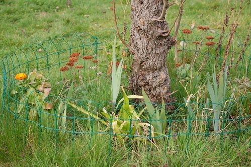 Nature-et-jardin-25-1919.JPG