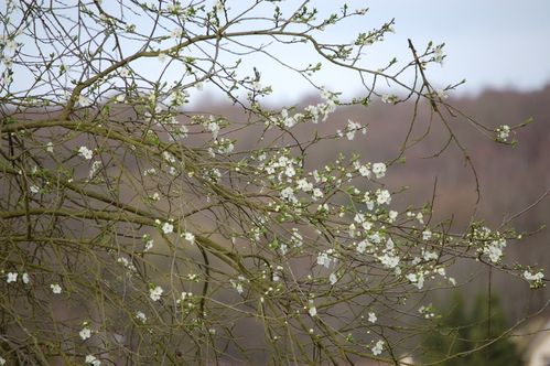 Nature-et-jardin-25-1931.JPG