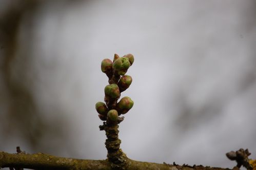 Nature-et-jardin-25-1934.JPG