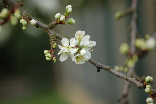 Nature-et-jardin-25-1945.JPG