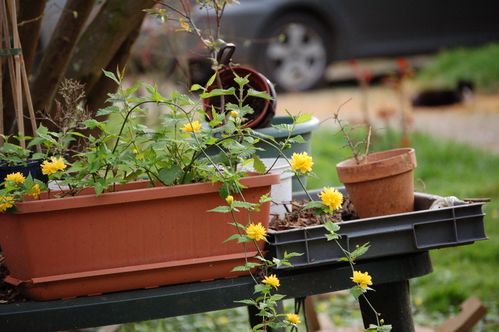 Nature-et-jardin-25-1949.JPG