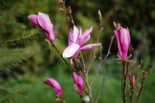 Nature-et-jardin-25-1968.JPG