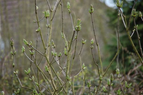 Nature-et-jardin-25-1971.JPG
