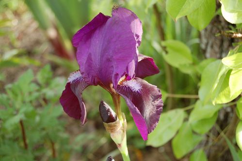 Nature-et-jardin-25-2247.JPG