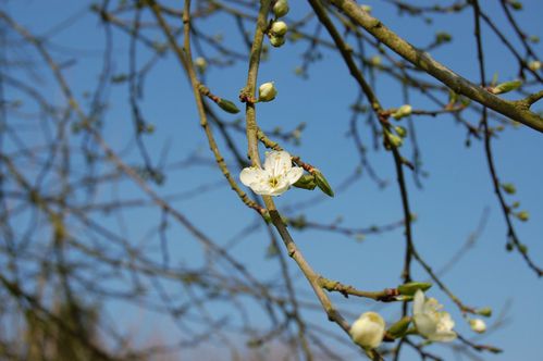 185 - premier arbre en fleurs 2