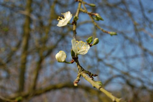 185 - premier arbre en fleurs 3