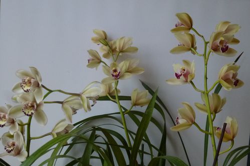 2015-01-Cymbidium-013.JPG