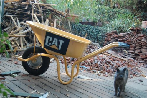 cat-001--1024x768-.JPG