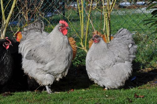 2010couple-lavande.JPG