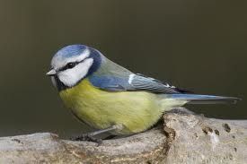 mésange bleue