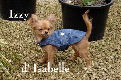 Izzy-Isabelle-Manteau-chien-1-Mamigoz.jpg