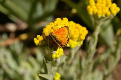 Lycaena-Virgaureae.jpg