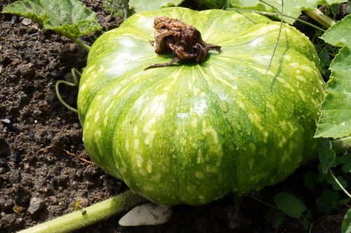 courge5082012.jpg