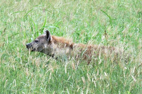 hyène dans savane