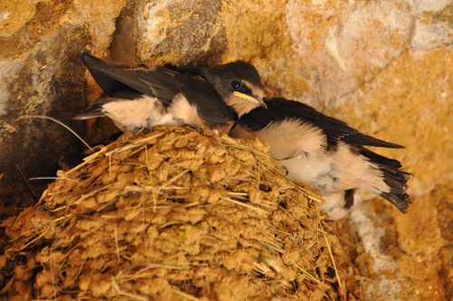 Guedelon-10-1--38-.JPG