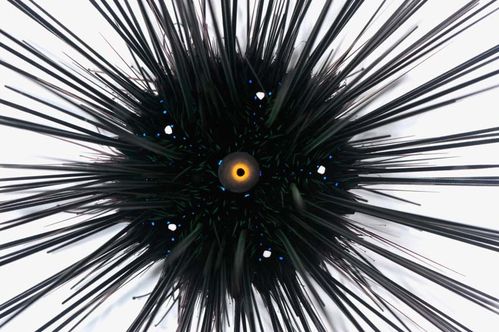 oeil d'un oursin au centre