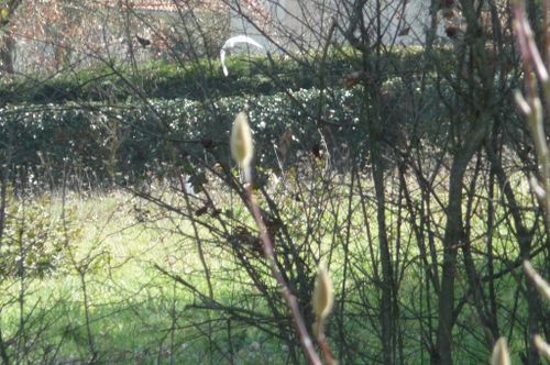 Dernieres-photos-mars-2010-006.jpg
