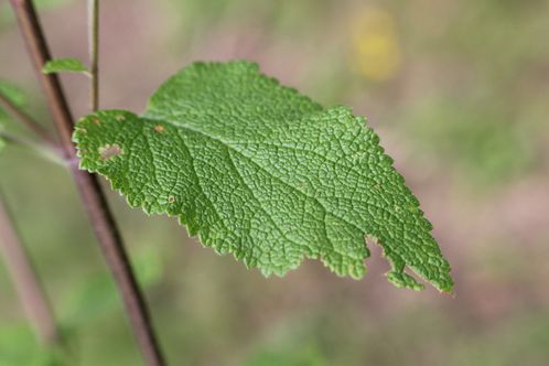 germandrée scorodoine5