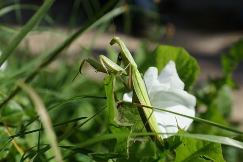 DSC05538.jpg